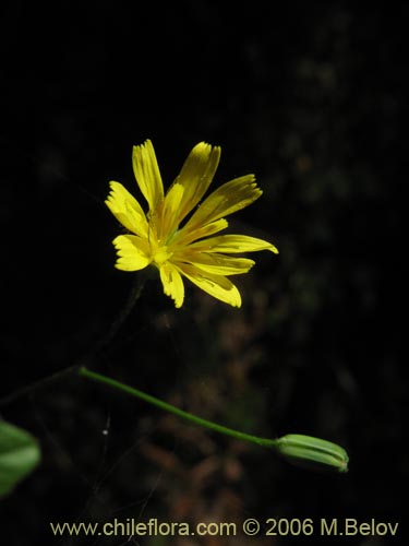 Imágen de Lapsana communis (). Haga un clic para aumentar parte de imágen.